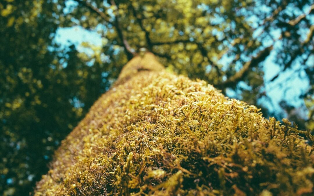 Qual valor de aluguel de guindaste