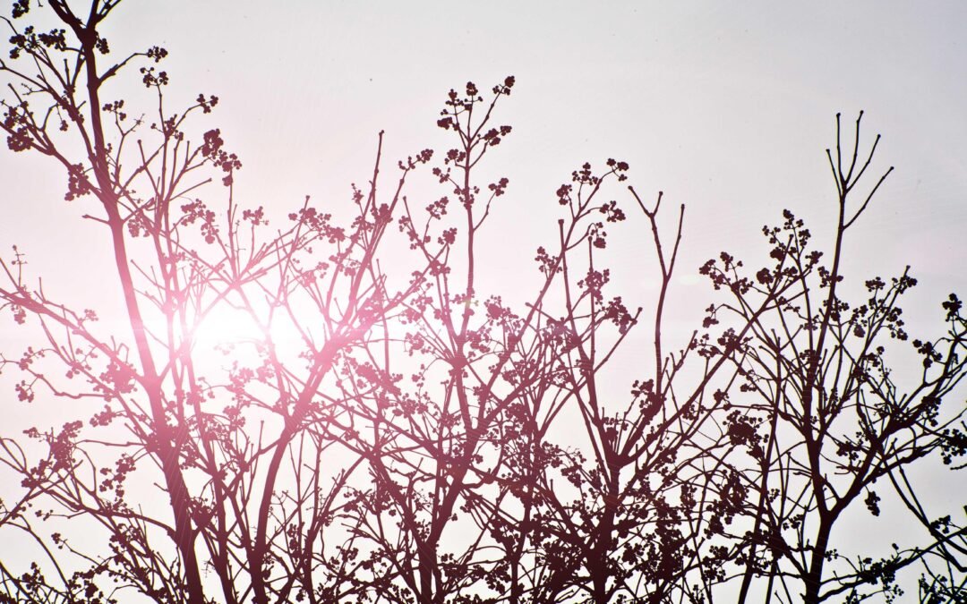 Aluguel de guindastes